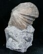 Platystrophia Brachiopod Fossil From Kentucky #6611-1